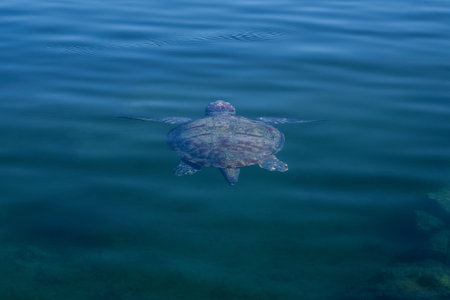 The sea turtle swims in tropical seawater.の写真素材