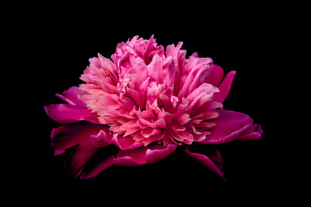 Pink flower peony against the dark backgroundの写真素材