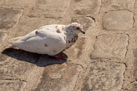 White pigeon on the street in the rays of the sunの写真素材