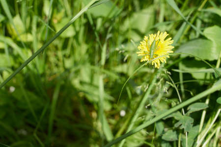 Green grasshopper on yellow dandelion in green grassの写真素材