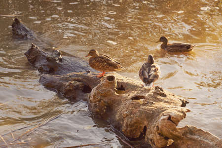 Ducks in the water in the rays of the setting sun.