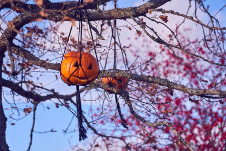 Halloween carved pumpkin hanging on a treeの写真素材