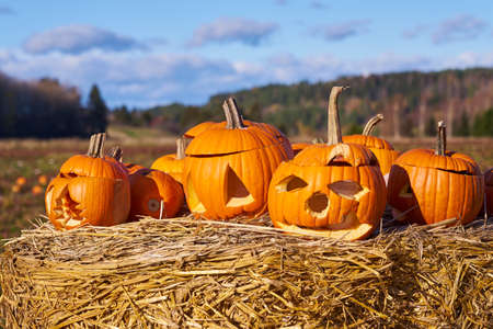 Halloween pumpkins with field on the background