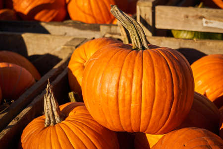 Pumpkins close up on a market for halloween