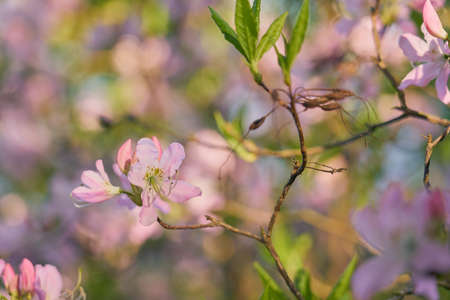 Pink flowers with a blurry bokeh background.