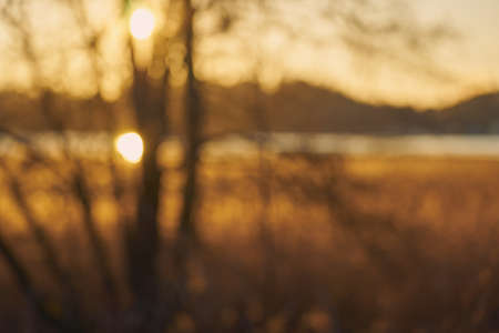 Blurred trees and reeds at sunset as a backgroundの写真素材