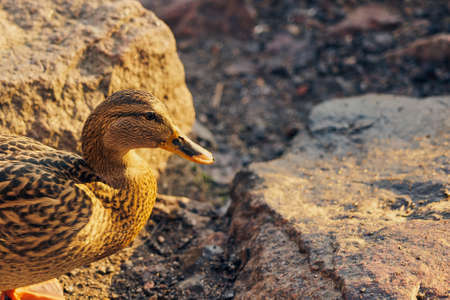 A big duck close up in the sun at sunset outdoorsの写真素材