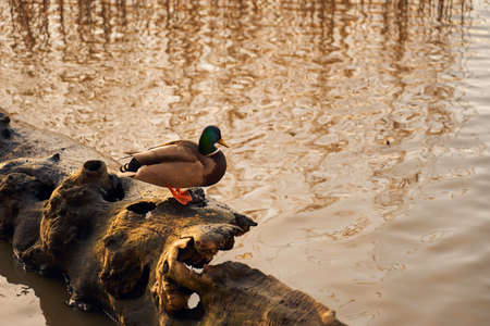 Spleen on a tree that fell into the waterの写真素材