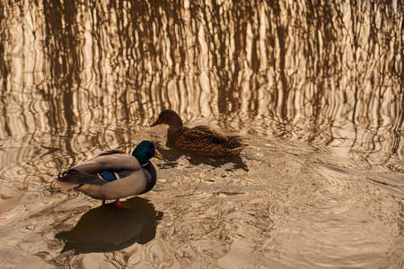 Ducks and the reflection of reeds in the waterの写真素材