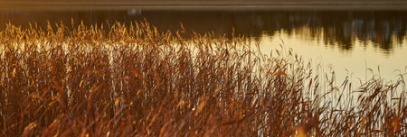 Dry reeds on the shore with water in the backgroundの写真素材