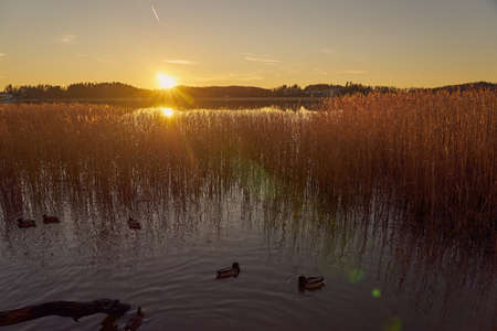 Dry reeds on the shore with water in the backgroundの写真素材