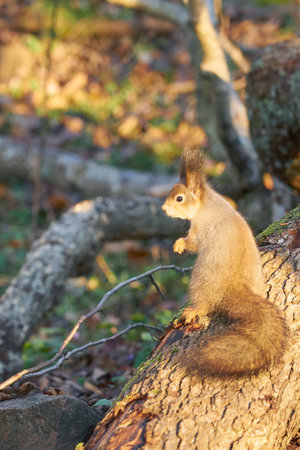 Squirrel with a nut in its paws in the sun