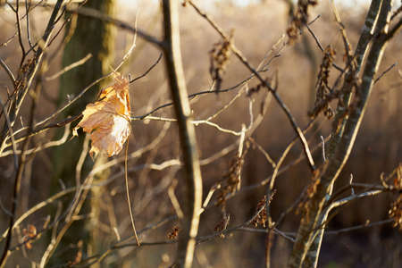 Autumn leaves among the branches of trees with a blurred background