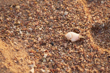 A shell on the sandy shore of the Red Sea