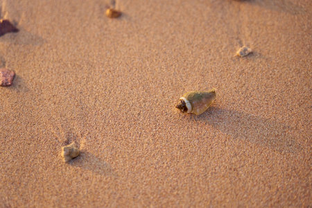 A shell on the sandy shore of the Red Sea