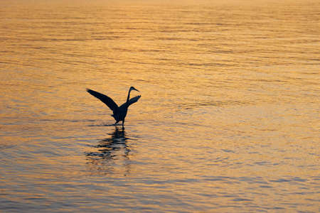 A silhouette of a bird is fishing in sunset sea.の写真素材