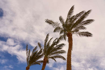 Palm trees in the sun with a blue sky in the backgroundの写真素材
