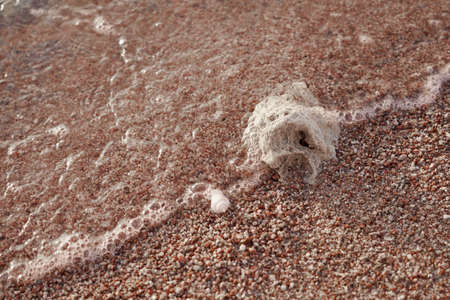 A shell on the sandy shore of the Red Seaの写真素材
