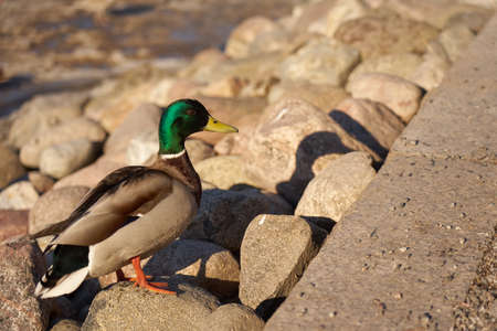 Drakes bask in the sun in the spring.の写真素材