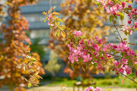 Branches of cherry blossoms with a blurry park on the background.の写真素材
