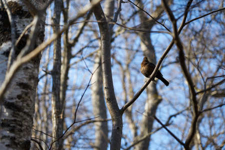 A black forest bird on a tree branch in the forest.の写真素材