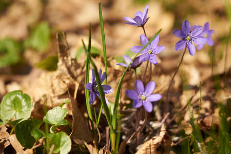Purple spring flowers in the forest with a blurred background.