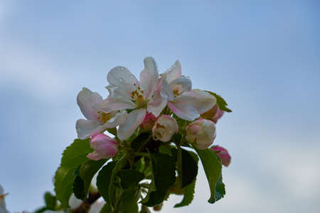 Apple blossoms on a branch with a blurred sky on the backgroundの写真素材