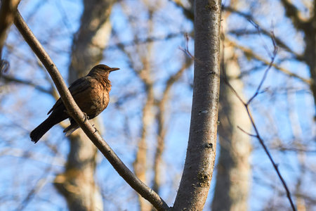 A black forest bird on a tree branch in the forest.の写真素材