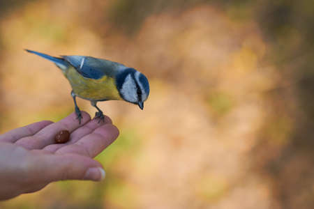 Titmouse sits on an arm with a blurred background.の写真素材