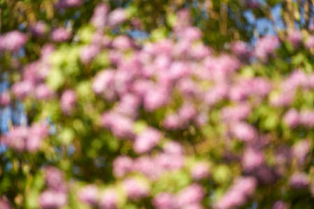 Blurry colors in the out-of-focus as a natural background.の写真素材