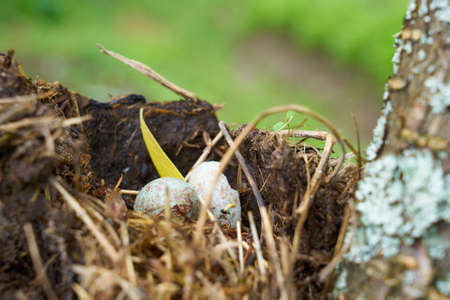 A nest of a wild little bird with a blue egg inside.の写真素材
