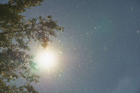 Fluff of a wood in the air against the sunの写真素材