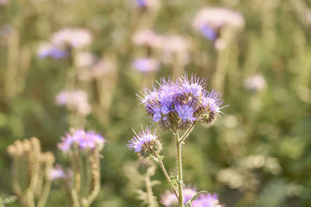Purple flowers close up with a blurred backgroundの写真素材