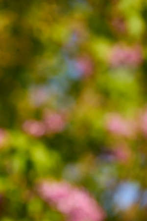 A Natural colorful abstract blurred bokeh background