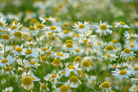 Chamomile meadow in the rays of the sun as a natural background.の写真素材
