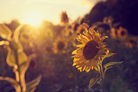 A field of sunflowers in the rays of the setting sun.の写真素材