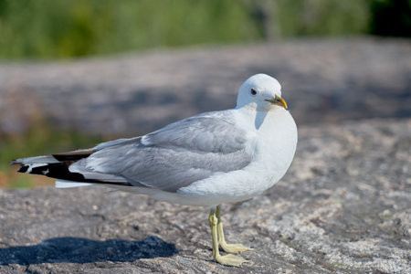 A seagull near on a granite stone in the sun.の写真素材