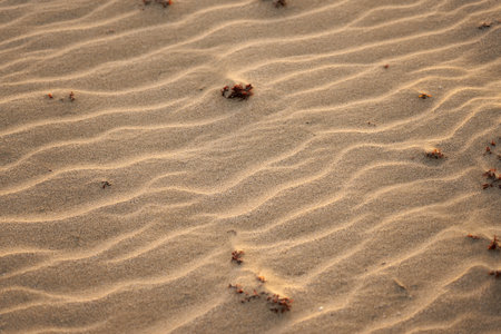 Sand in the desert with a pattern from the wind as a backgroundの写真素材