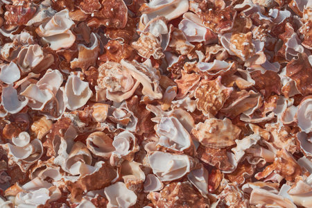 Fragments of broken shells on the shores of the Atlantic Ocean as a background