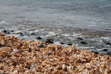 Fragments of broken shells with a blurred ocean in the background