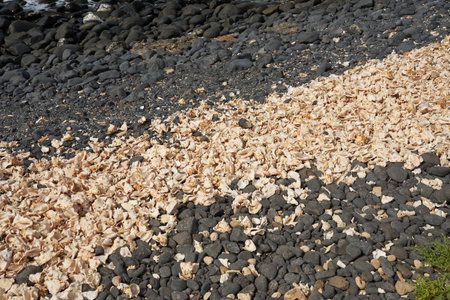 Fragments of broken shells on the shores of the Atlantic Ocean as a background with pebbleの写真素材