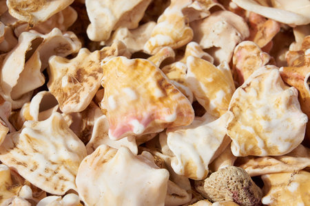 Fragments of broken shells on the shores of the Atlantic Ocean as a background