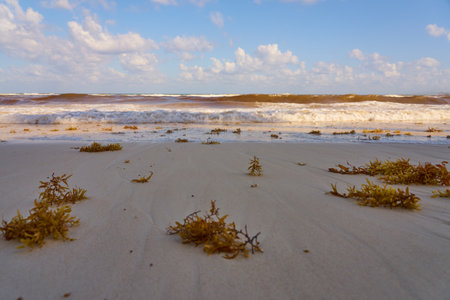 Tropical sandy beach with clear water as a backdrop.の写真素材