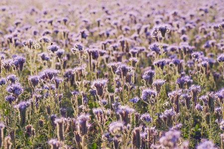 A field with purple flowers as a natural background.の写真素材