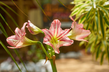 Pink flower amarylis with blurred house on the background.の写真素材