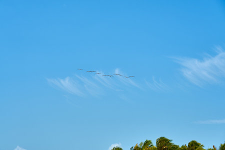 A flock of pelicans flies across the clear blue skyの写真素材