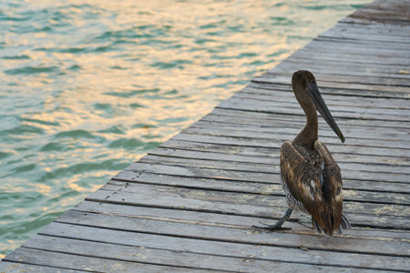A pelican on a wooden pier close to a blurred sea in the backgroundの写真素材