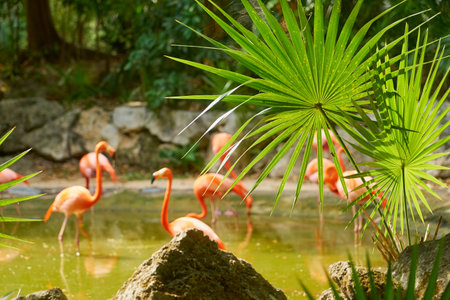 Green palm trees and blurred pink flamingos on a blurred backgroundの写真素材