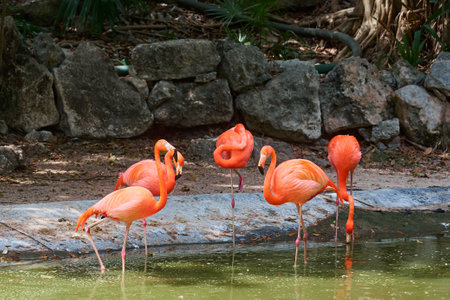 Pink flamingos birds by the water with a granite rock in the backgroundの写真素材