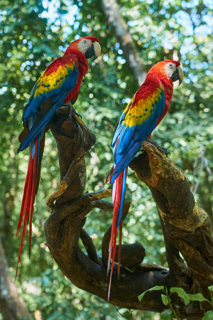 Scarlet macaw a pare of a colorful parrots in the tropicsの写真素材